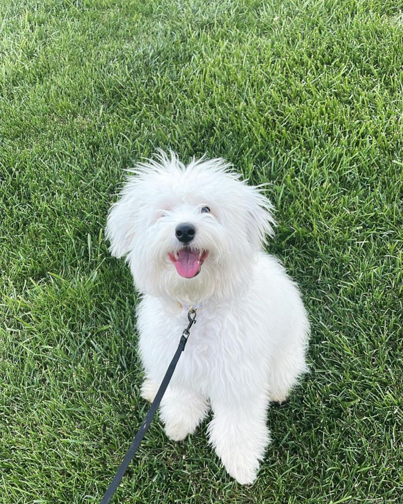 Fluffy Mini Sheepadoodle Poodle Mix Pup