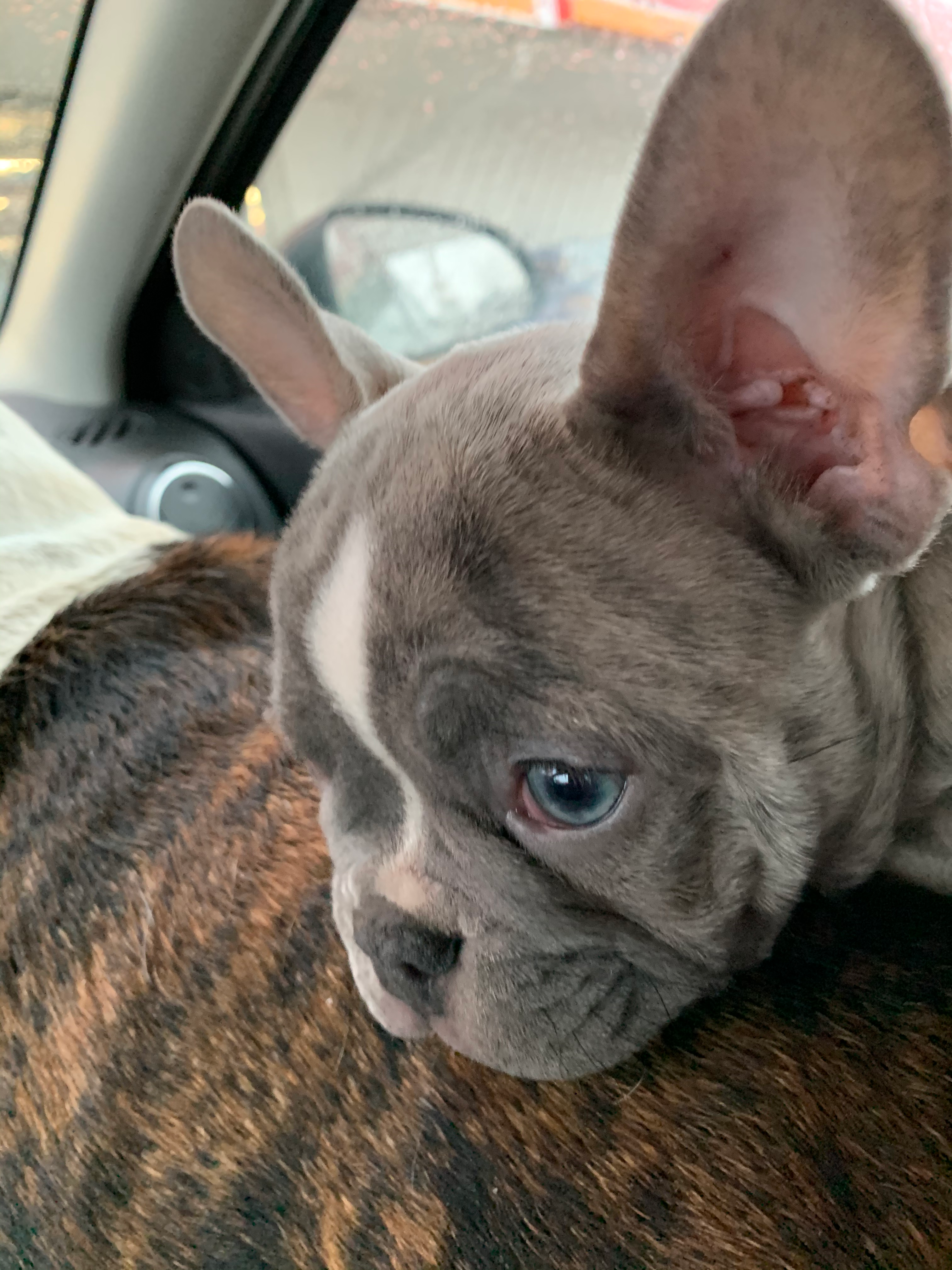 French Bulldog Pup Being Cute