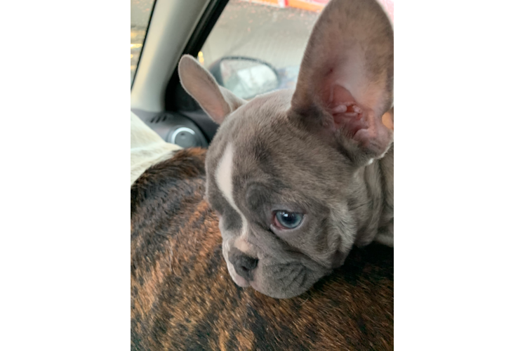 French Bulldog Pup Being Cute