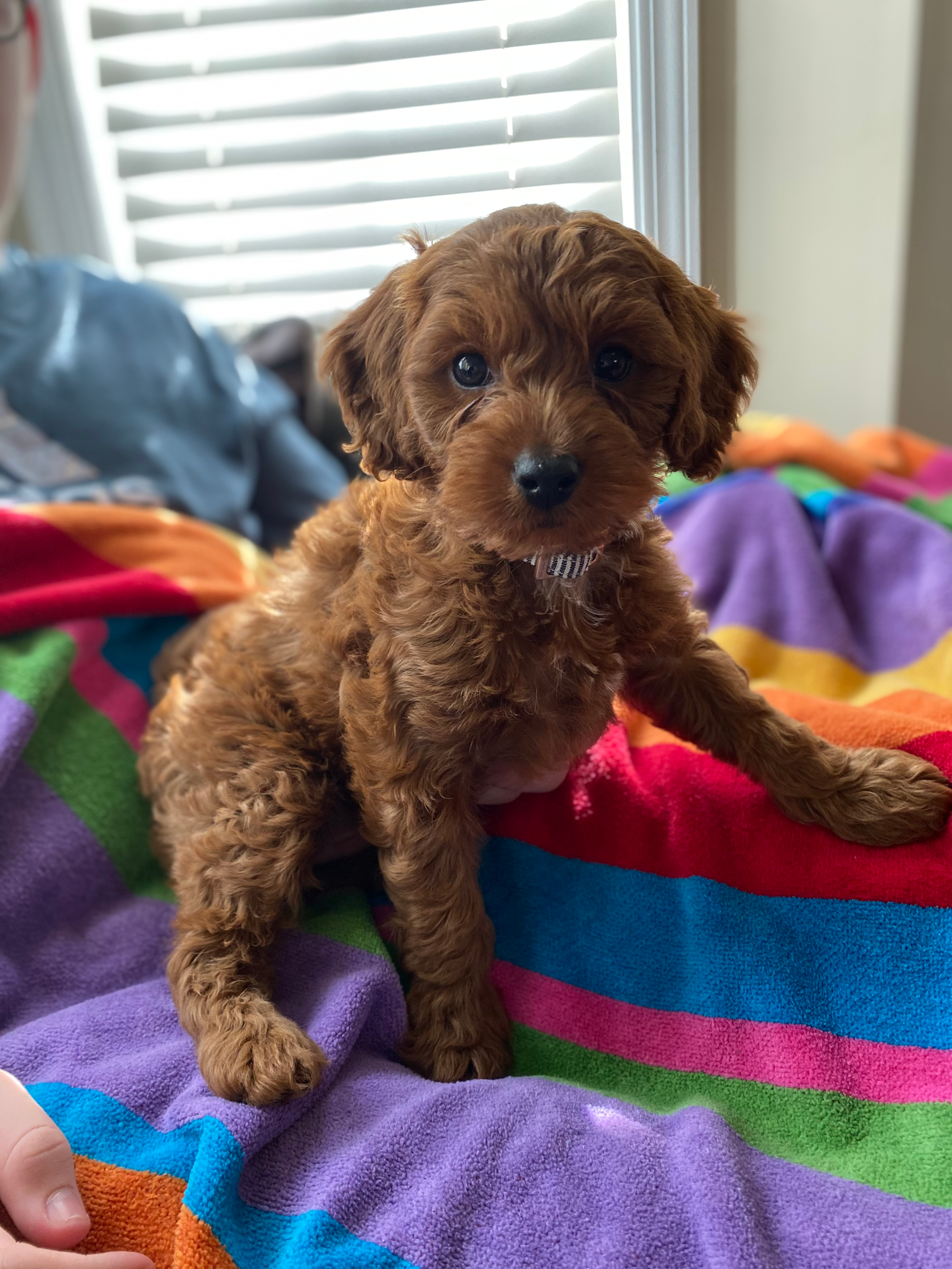 Little Cockerpoo Poodle Mix Puppy