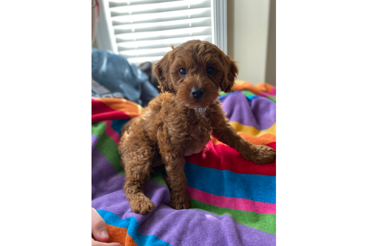 Little Cockerpoo Poodle Mix Puppy