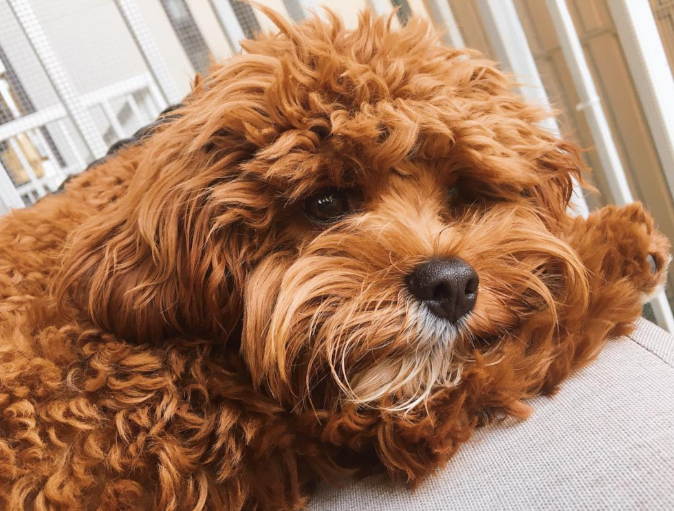 Albuquerque Cavapoo Pup