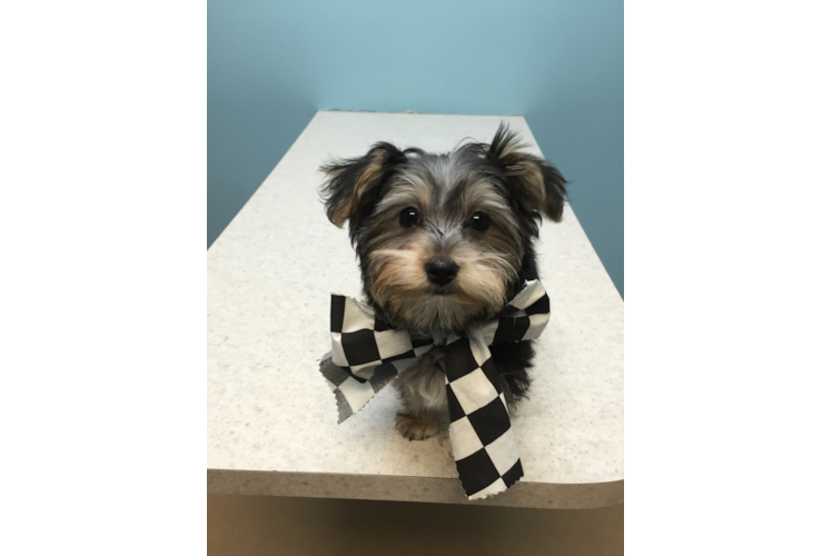 Small Morkie Baby