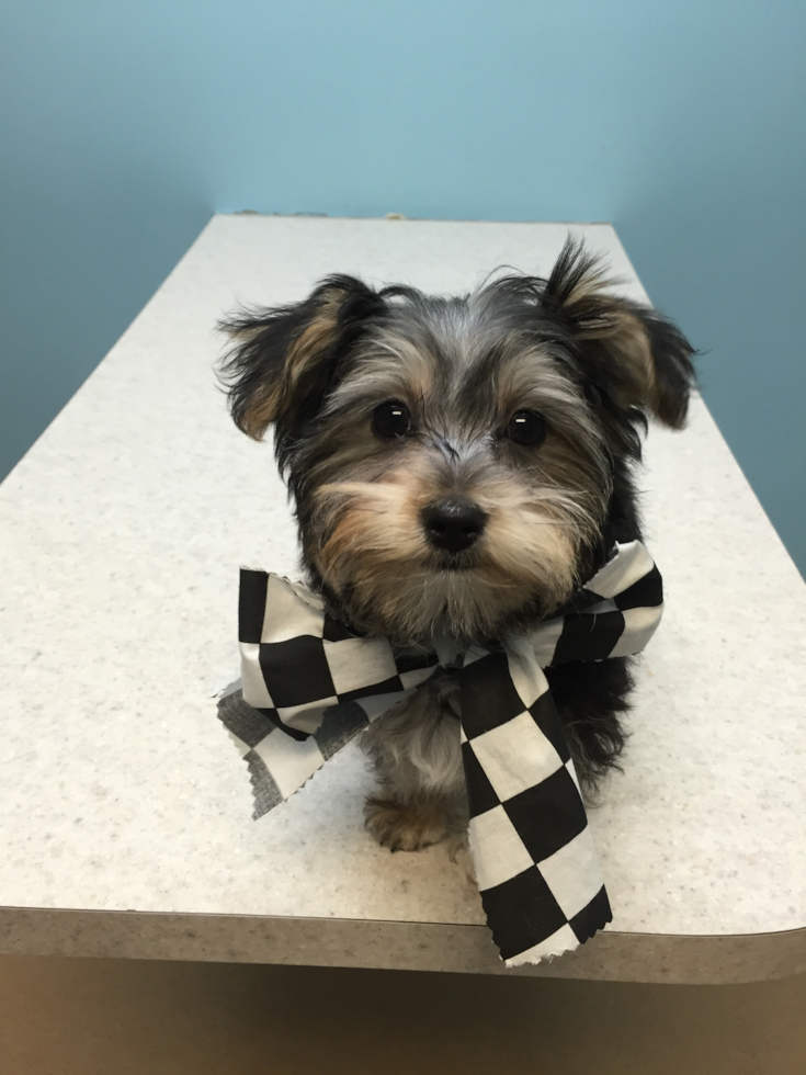 Playful Yorkie Designer Pup