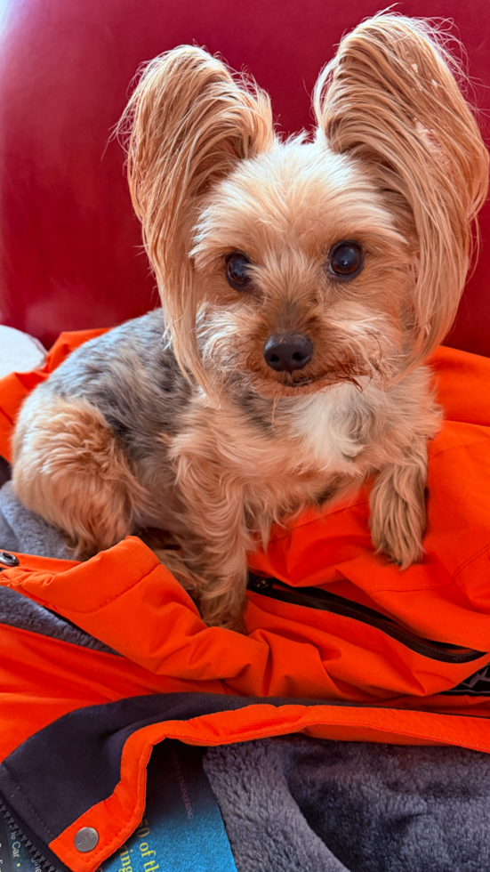 Energetic Yorkshire Terrier Pup in