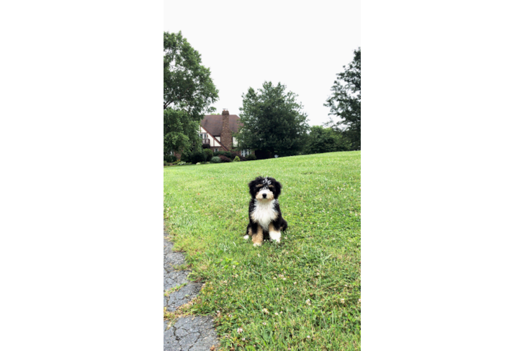 Best Mini Bernedoodle Baby