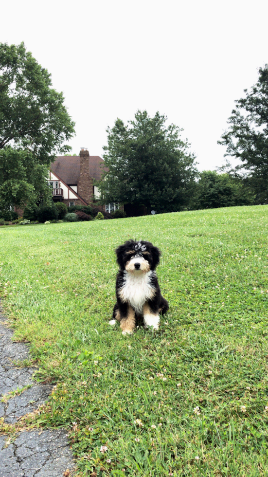 Jacksonville Mini Bernedoodle Pup