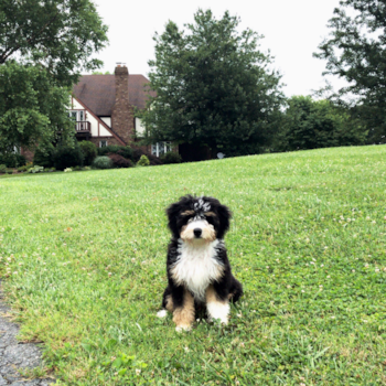 Jacksonville Mini Bernedoodle Pup