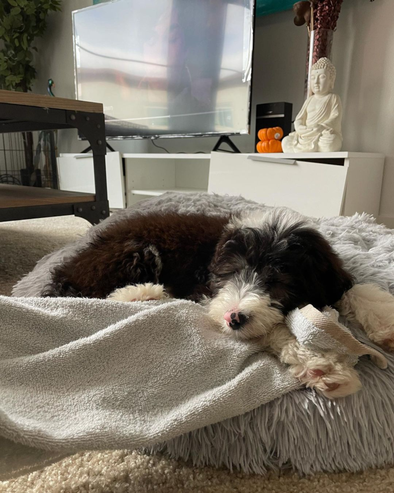 Smart Mini Sheepadoodle Poodle Mix Pup