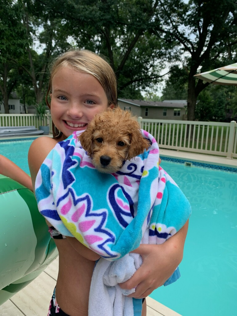 Friendly Mini Goldendoodle Baby