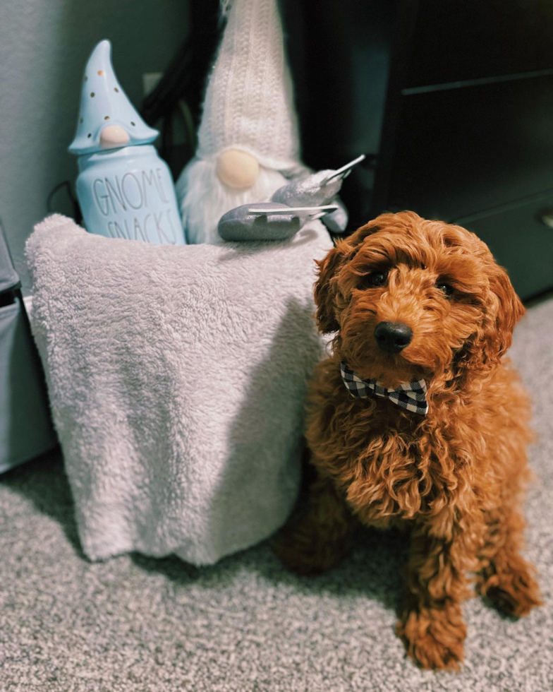 Small Mini Goldendoodle Pup