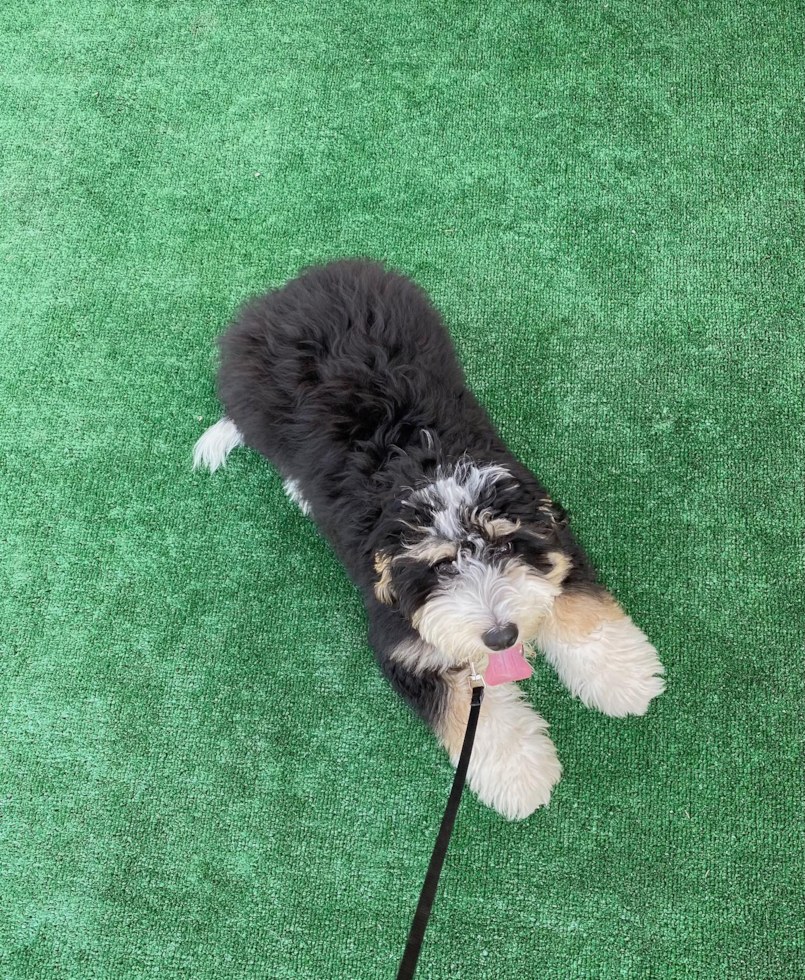 Mini Bernedoodle Being Cute