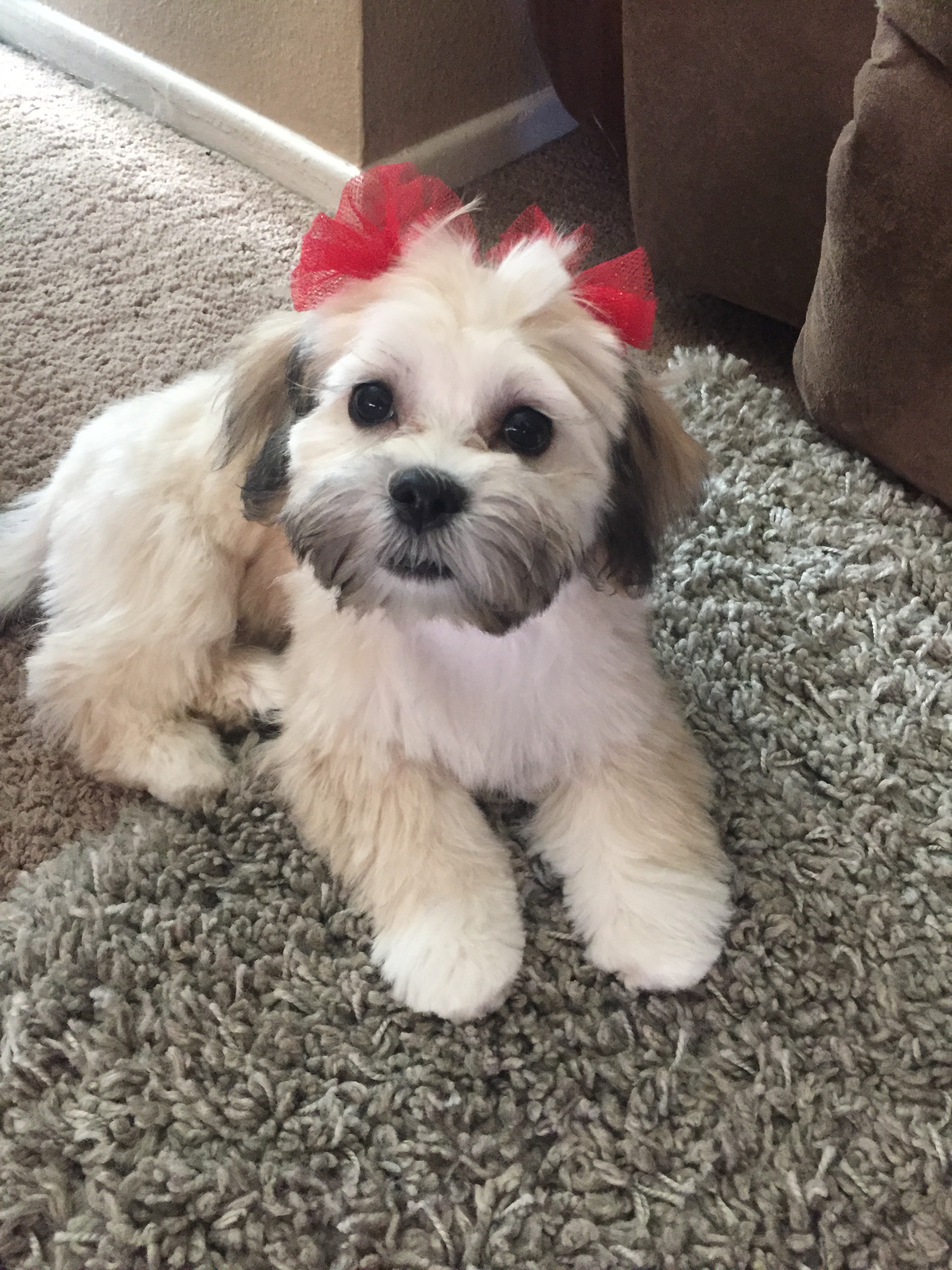 Cute Teddy Bear Baby