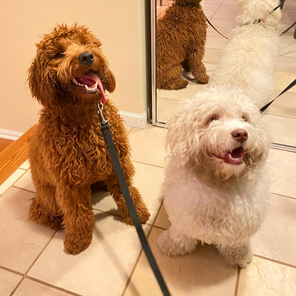 CHICAGO Mini Goldendoodle Pup