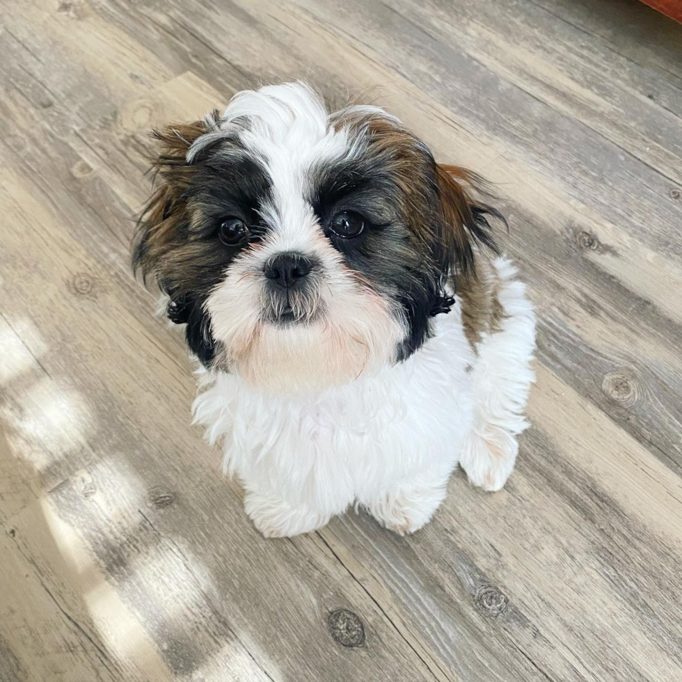 Johnson City Shih Tzu Pup