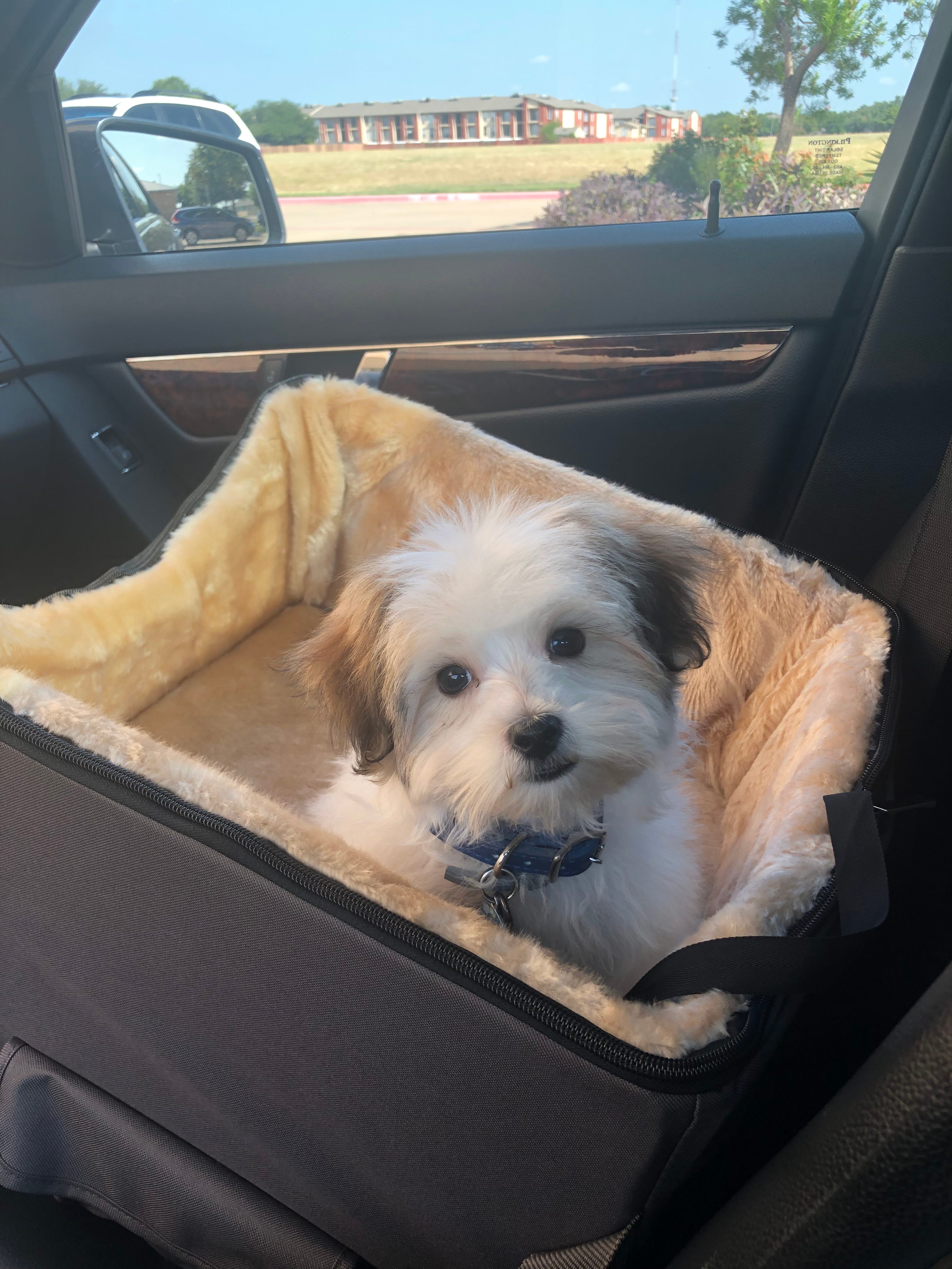Fluffy Morkie Designer Pup