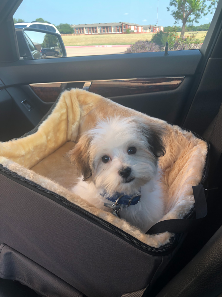 Small Morkie Pup in Dallas TX