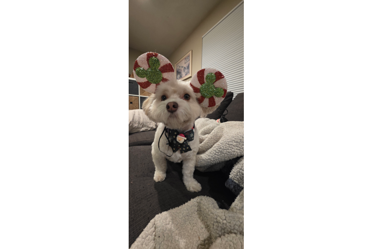 Friendly Havanese Purebred Pup