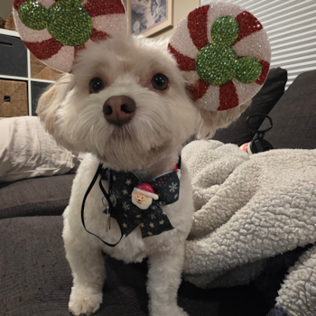 Adorable Bichon Habanero Purebred Pup