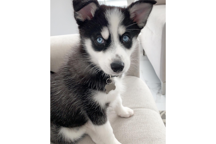 Pomsky Puppy for Adoption