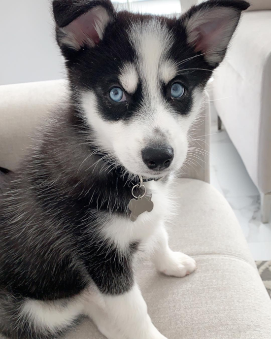 Petite Pomsky Designer Pup