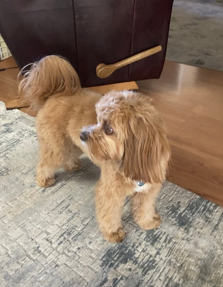 Friendly Cavapoo Pup