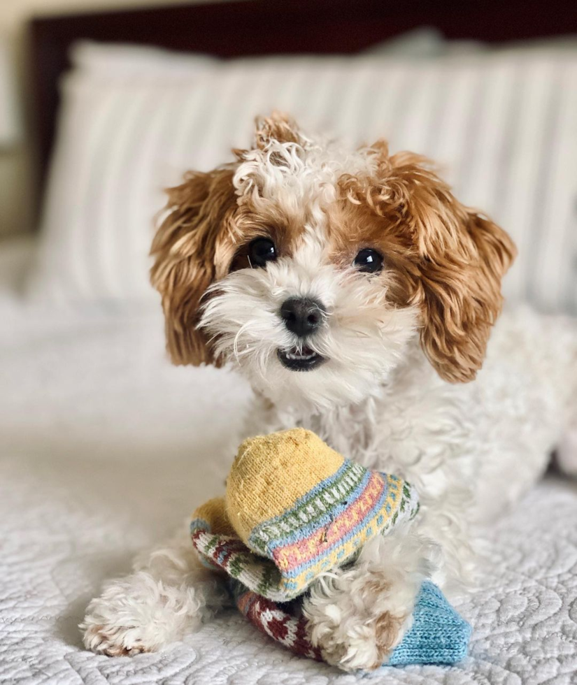 Happy Maltipoo Pup in North Fond Du Lac WI