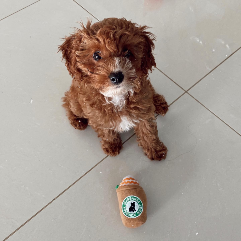 Florida Cavapoo Pup