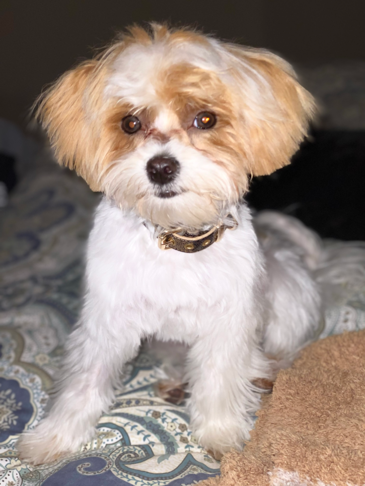 Adorable Maltese Poodle Poodle Mix Pup