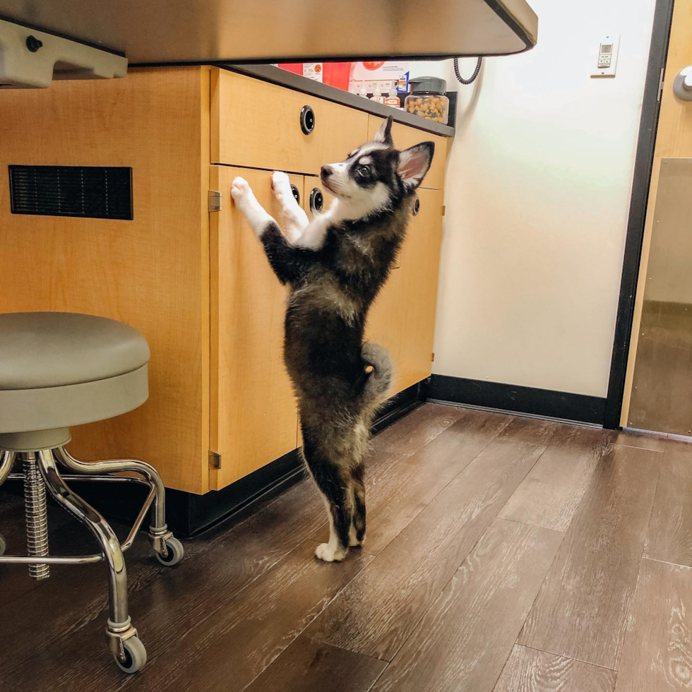 Cute Pomsky Pup