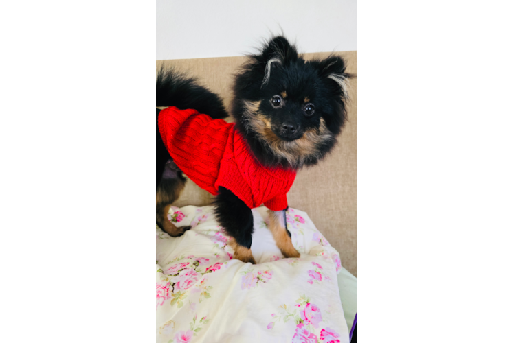 Akc Registered Pomeranian Purebred Pup