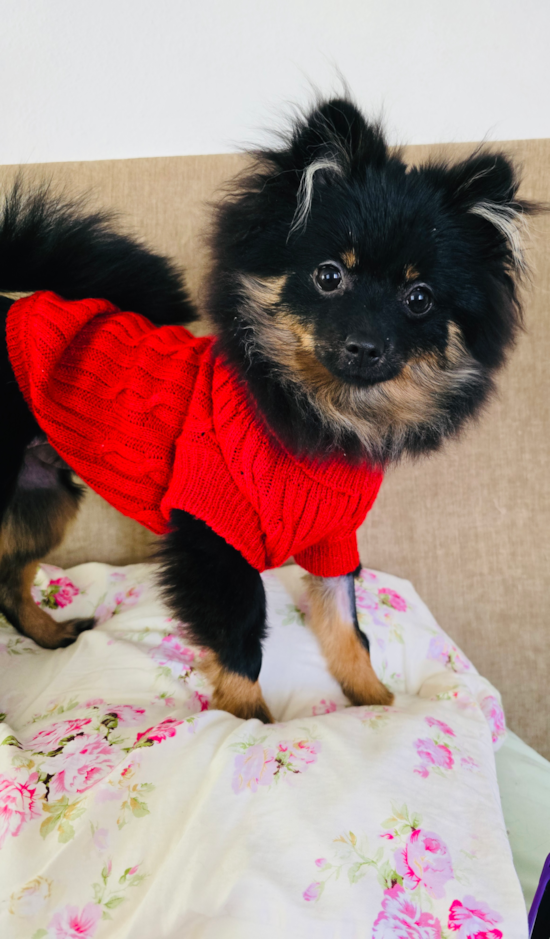 Pomeranian