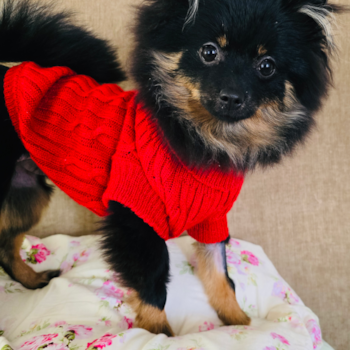 Friendly Pomeranian Pup