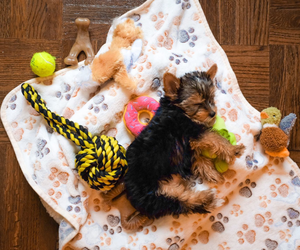 Hypoallergenic Yorkshire Terrier Purebred Pup