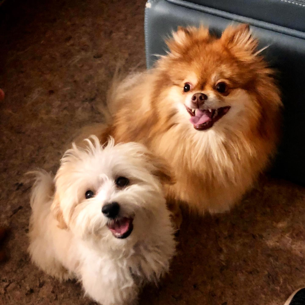 Friendly Maltipoo Pup