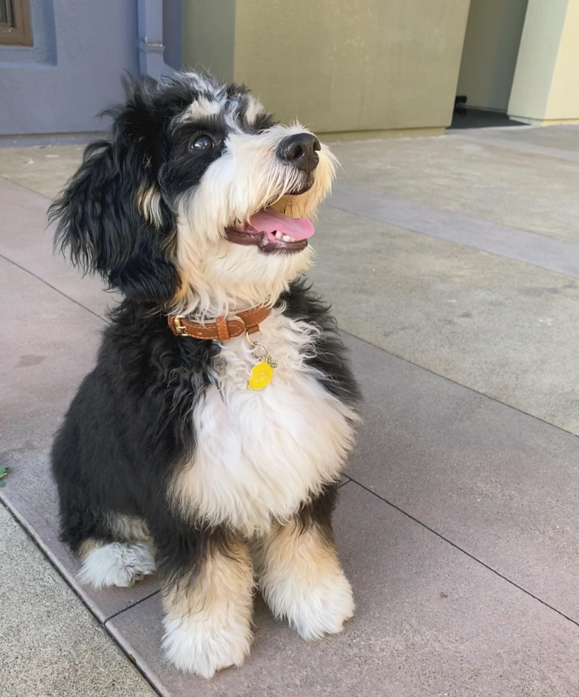 Small Mini Bernedoodle Pup