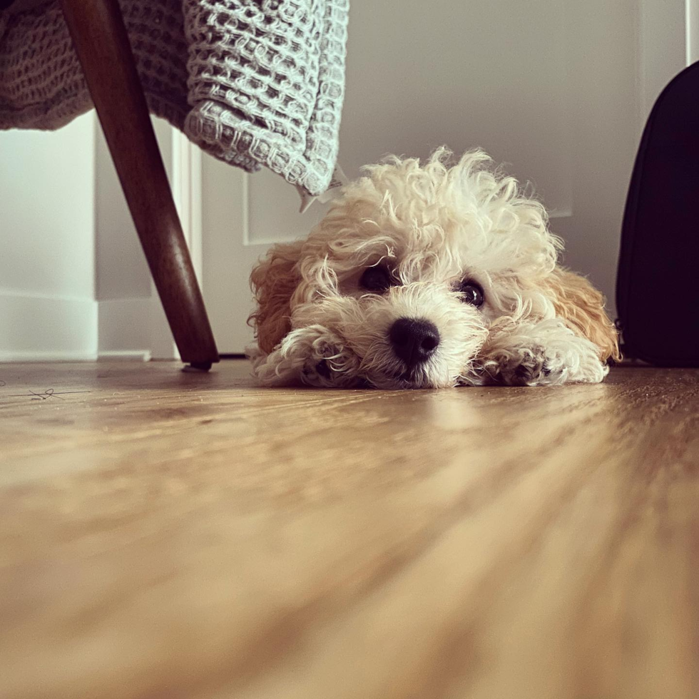 Small Poochon Pup in WASHINGTON DC