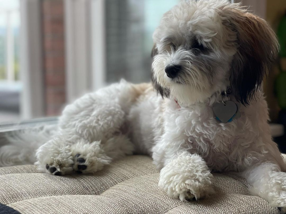 Friendly Havanese Purebred Pup