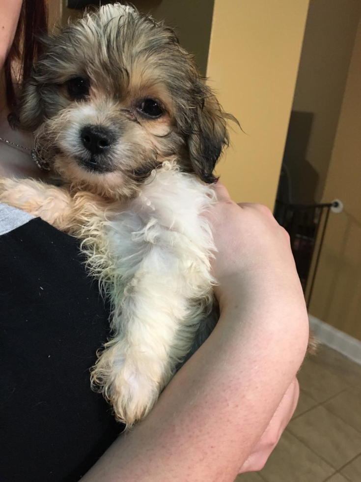 Popular Teddy Bear Designer Pup