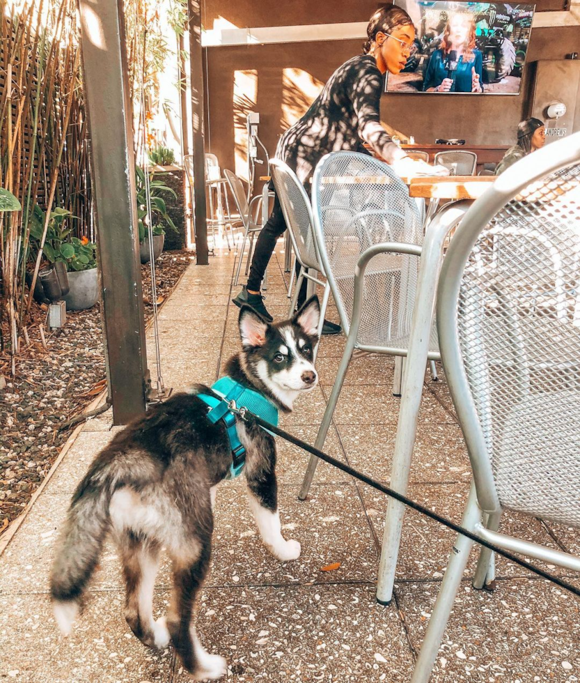 Friendly Pomsky Pup