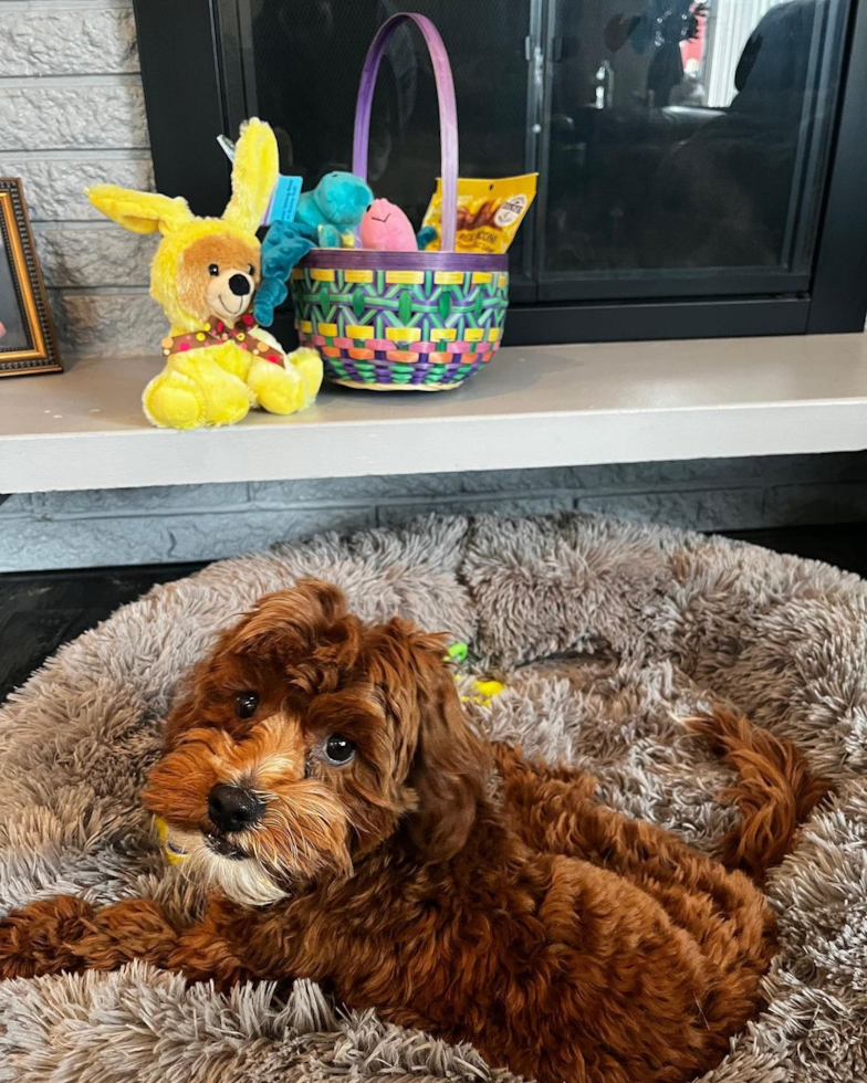 Happy Cavapoo Pup in Hazel Park MI