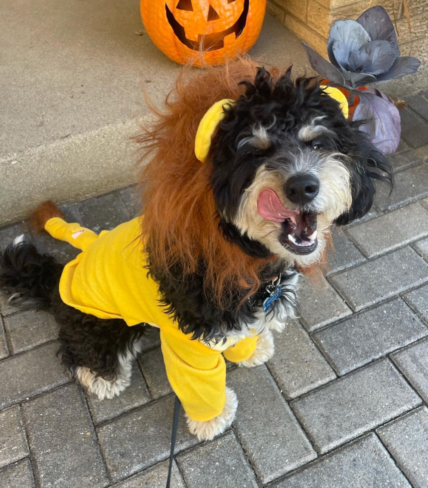 Mini Bernedoodle Being Cute