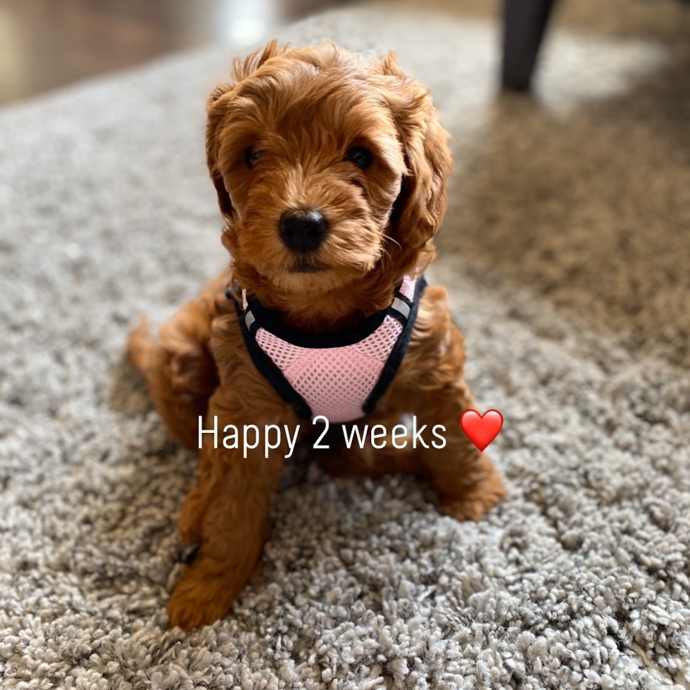 Grand Blanc Mini Goldendoodle Pup