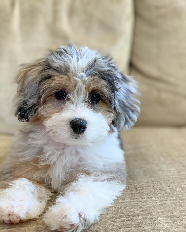 Mini Aussiedoodle Being Cute