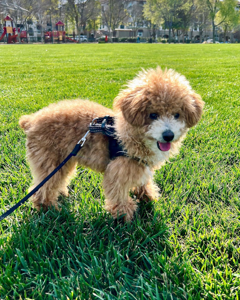 Small Poochon Pup in Pleasanton CA