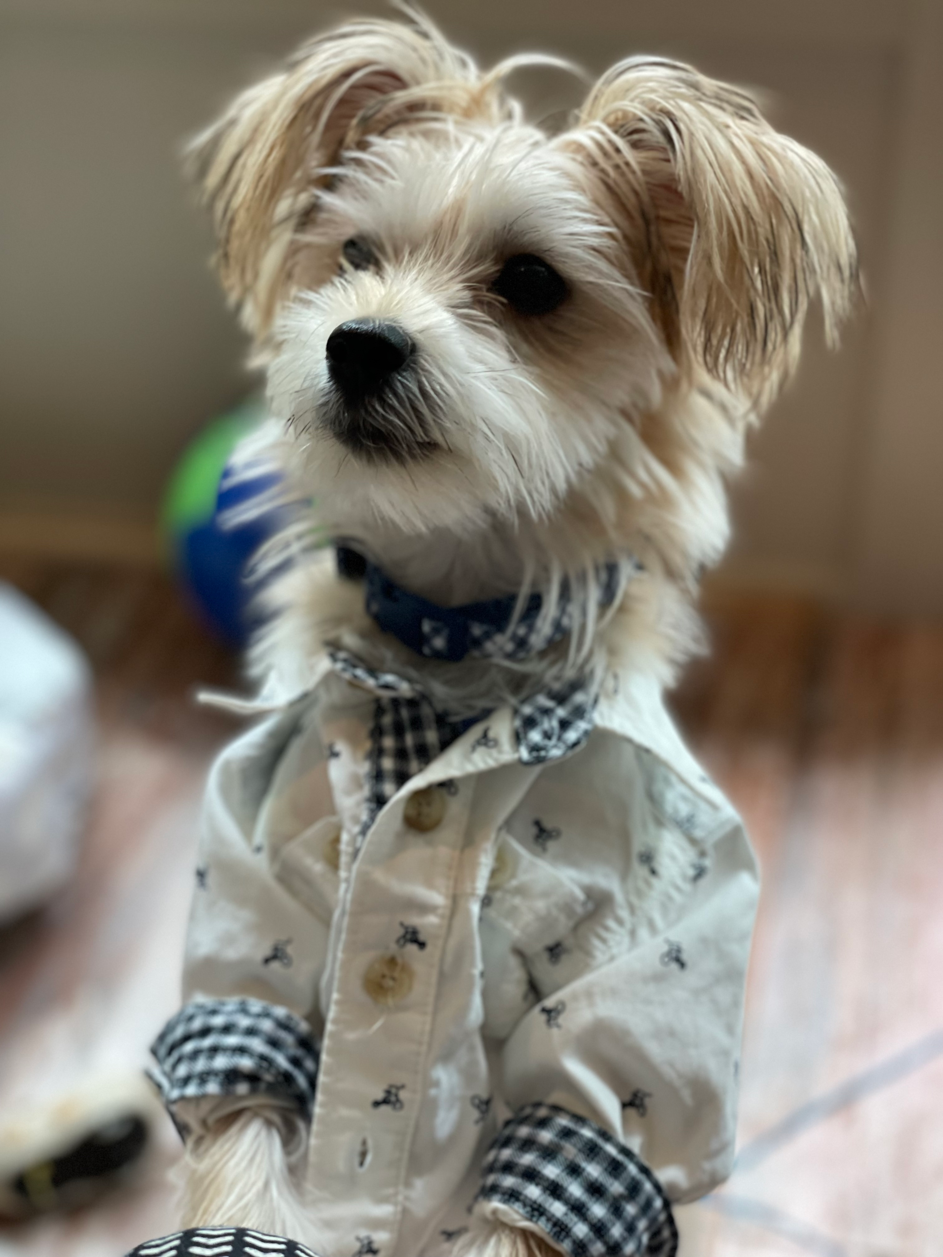 Morkie Puppy for Adoption