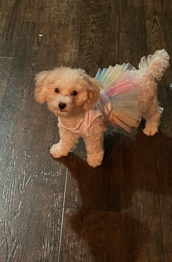 Poochon