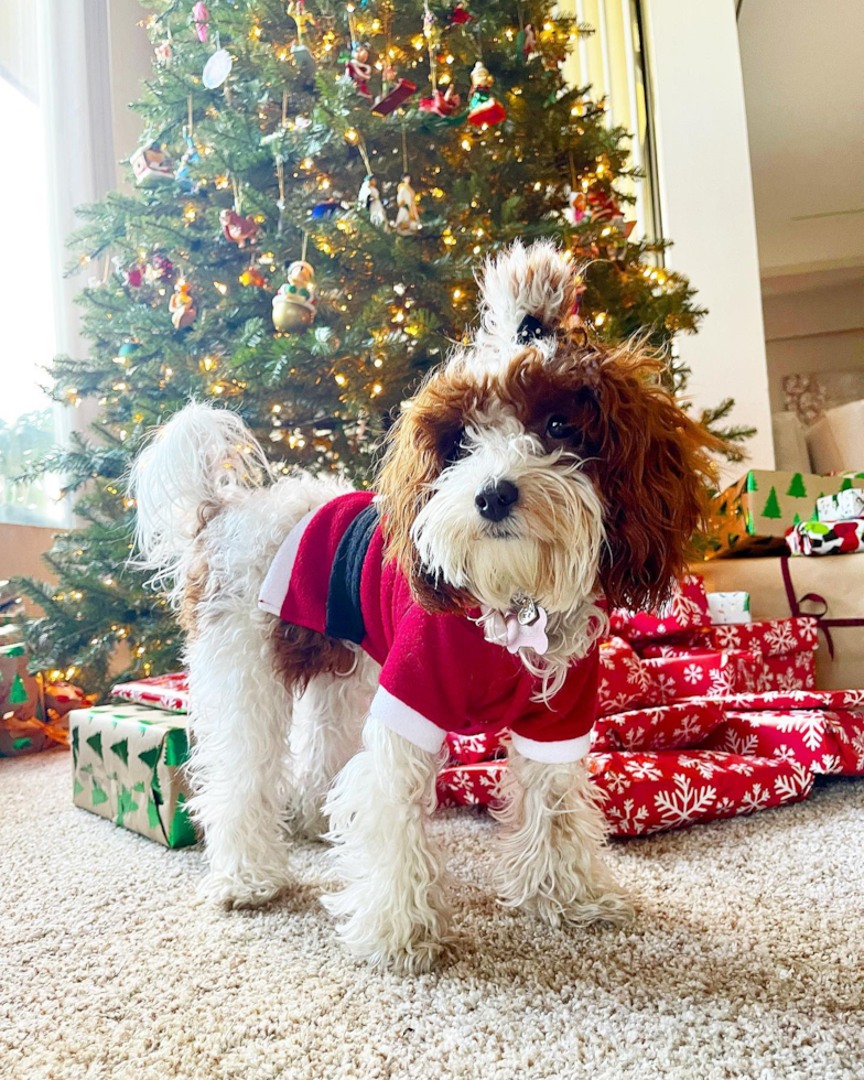 Funny Cavapoo Poodle Mix Pup