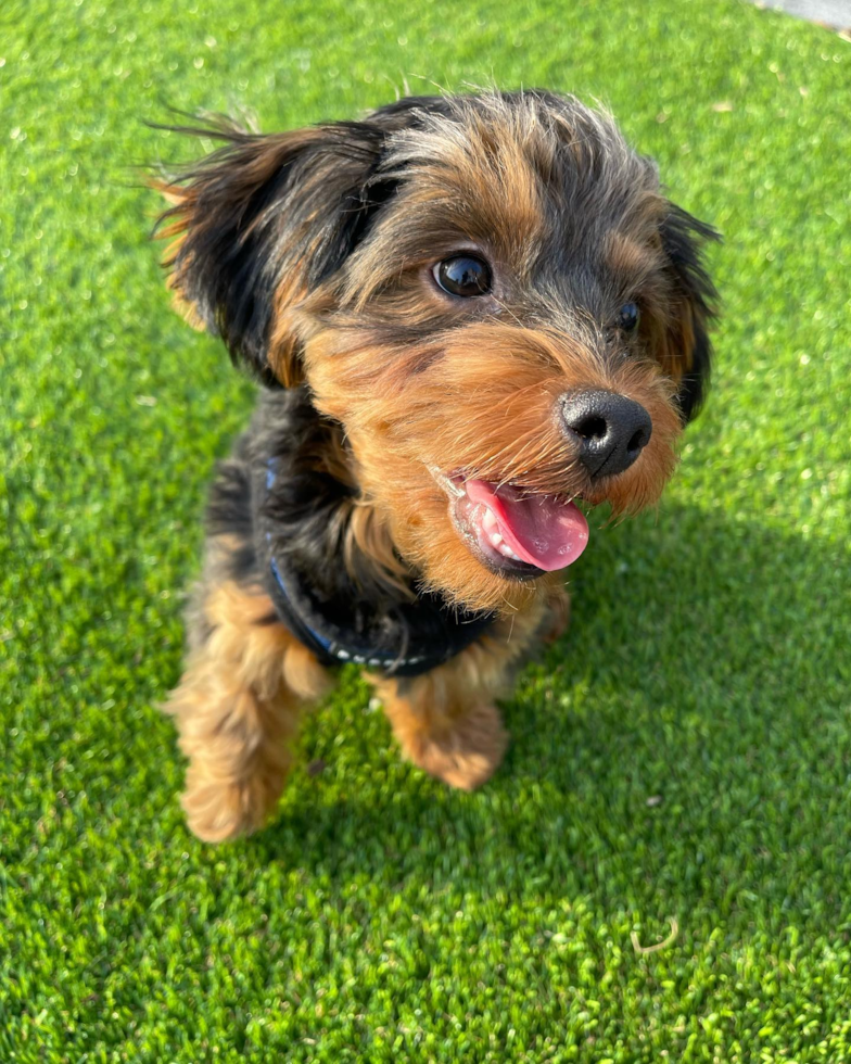 Happy Yorkie Poo Pup in Jersey City NJ