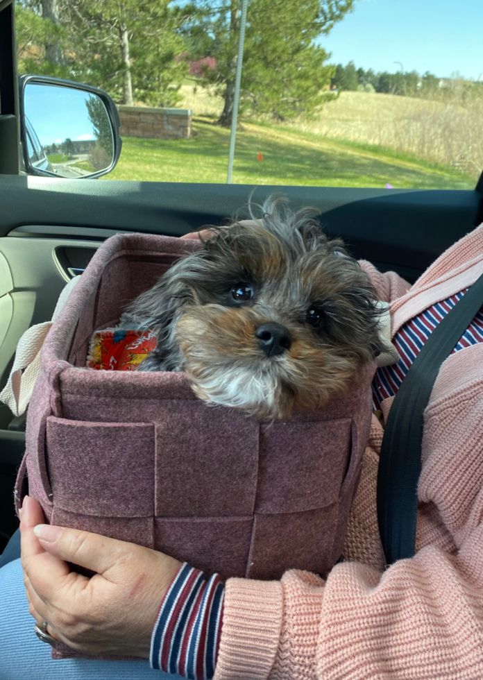 Sweet Cavapoo Pup